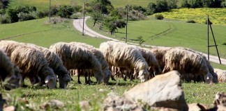 REMASCHI VUOLE ABBATTERE I LUPI MA IL VERO PROBLEMA SONO GLI IBRIDI E NORMATIVA NON LI CONSIDERA