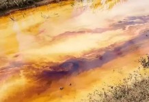 PESCI MORTI NEL FOSSA CHIARA, PER LA GIUNTA ENI NON C’ENTRA. CI PERMETTIAMO DI DUBITARE