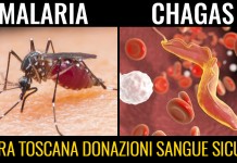SACCARDI AMMETTE: GRAZIE A NOSTRA AZIONE FILIERA DONAZIONI PER CHAGAS-MALARIA SARA’ OTTIMIZZATA