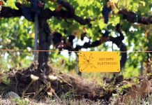 DANNI A COLTURE E ALLEVAMENTI, CONTINUA LA NOSTRA BATTAGLIA PER LA TUTELA DEGLI AGRICOLTORI