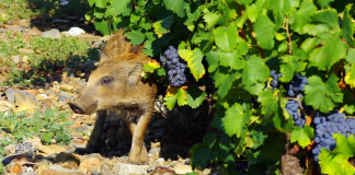 CACCIA, DEFINIZIONE AREE VOCATE AL CINGHIALE “ASSESSORATO REMASCHI NEL CAOS PIU’ ASSOLUTO, OCCORRE PRIMA APPROVARE IL PIANO FAUNISTICO”