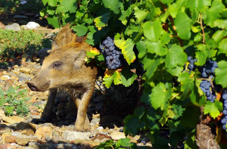 CACCIA, DEFINIZIONE AREE VOCATE AL CINGHIALE “ASSESSORATO REMASCHI NEL CAOS PIU’ ASSOLUTO, OCCORRE PRIMA APPROVARE IL PIANO FAUNISTICO”