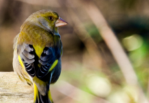 EQUILIBRIO AMBIENTALE A RISCHIO A POGGIBONSI, PRESENTEREMO UN’INTERROGAZIONE REGIONALE