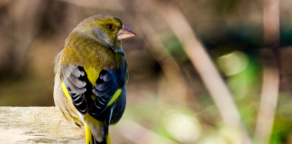 EQUILIBRIO AMBIENTALE A RISCHIO A POGGIBONSI, PRESENTEREMO UN’INTERROGAZIONE REGIONALE