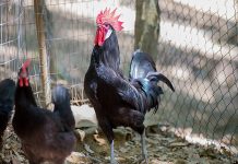 ALLEVAMENTI AVICOLI, LA REGIONE TUTELI CHI FA IMPRESA DI QUALITA’