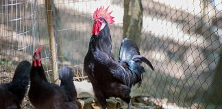 ALLEVAMENTI AVICOLI, LA REGIONE TUTELI CHI FA IMPRESA DI QUALITA’