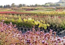 Florivivaistico, un distretto da preservare e sostenere Foto di repertorio