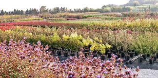 Florivivaistico, un distretto da preservare e sostenere Foto di repertorio