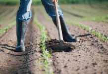 Sostegno all’agricoltura, il M5S chiede il resoconto dei risultati di Banca della terra