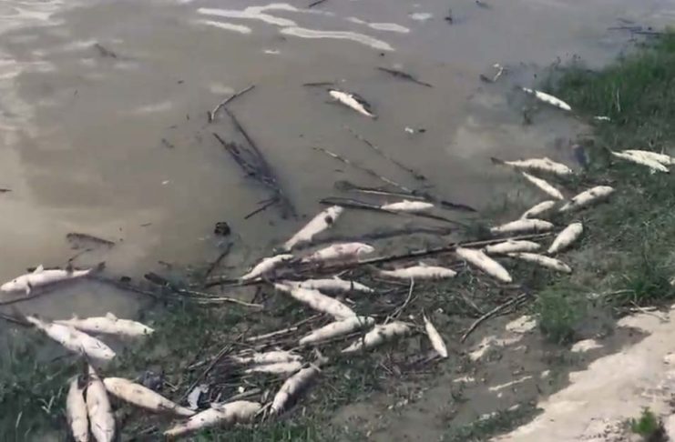 Morìa di pesci in Arno, interrogazione di Galletti (M5S)