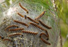 Allarme processionarie a Santa Luce, interrogazione del Movimento 5 stelle alla giunta regionale