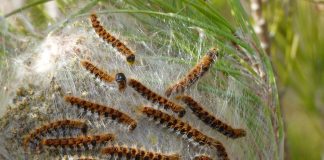 Allarme processionarie a Santa Luce, interrogazione del Movimento 5 stelle alla giunta regionale