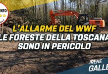 Tagli boschivi, Galletti (M5S): preoccupati per denuncia Wwf. Presenteremo atti in Regione