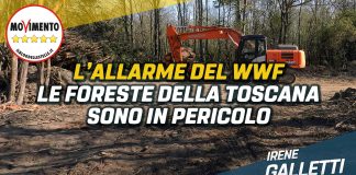 Tagli boschivi, Galletti (M5S): preoccupati per denuncia Wwf. Presenteremo atti in Regione