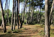 Antincendio, Galletti (M5S) critica il piano Remaschi