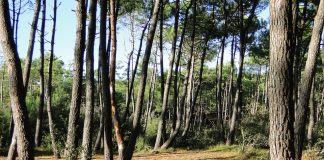 Antincendio, Galletti (M5S) critica il piano Remaschi