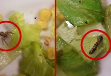 Mense scolastiche, Quartini e Galletti (M5S): “Ogni anno si ripresenta sempre il solito problema nei piatti dei bambini serviti a scuola”