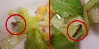 Mense scolastiche, Quartini e Galletti (M5S): “Ogni anno si ripresenta sempre il solito problema nei piatti dei bambini serviti a scuola”