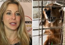 Canile del Termine e associazioni di volontariato, Galletti (M5S): “La Regione controlli meglio l’operato di queste associazioni per garantire una migliore gestione degli animali”