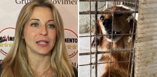 Canile del Termine e associazioni di volontariato, Galletti (M5S): “La Regione controlli meglio l’operato di queste associazioni per garantire una migliore gestione degli animali”