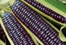 Prodotti toscani con elevatissimi livelli di cromo, Quartini (M5S): “La Regione controlla cosa finisce sulle nostre tavole?”