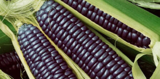 Prodotti toscani con elevatissimi livelli di cromo, Quartini (M5S): “La Regione controlla cosa finisce sulle nostre tavole?”