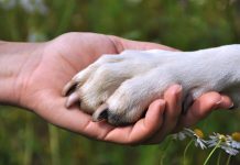 Canile/gattile comprensoriale dell’Elba, Galletti (M5S): “Presentata la mozione che impegna la Giunta Regionale a prendere in mano la situazione”