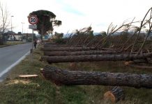 Galletti (M5S): “Stop all’abbattimento di alberi nel periodo della nidificazione. Il caso di Certaldo arriva in Consiglio regionale”