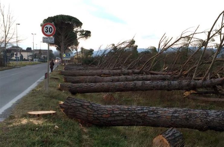 Galletti (M5S): “Stop all’abbattimento di alberi nel periodo della nidificazione. Il caso di Certaldo arriva in Consiglio regionale”