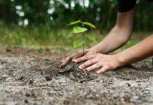 Giornata Nazionale dell’Albero, la Presidente M5S Irene Galletti parteciperà agli eventi organizzati presso le RSA Remaggi e Le Sorgenti